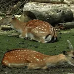 Isaan * オストシツェ